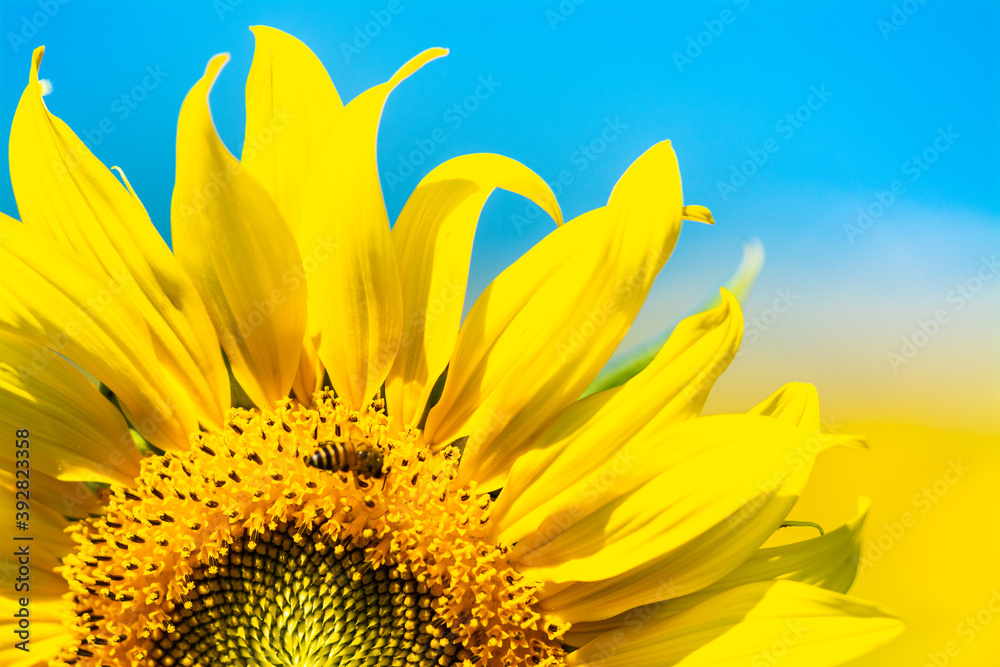 Fototapeta premium close up sun flower in the field for background
