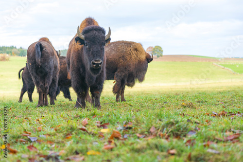American bison, autumn, farm in the nature