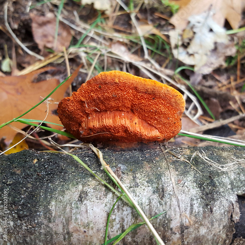 Fungus Pycnoporus cinnabarinus on dead birch photo