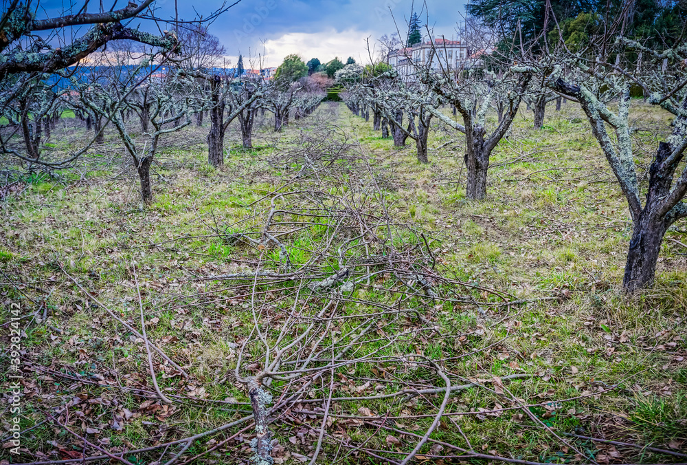 Obraz premium land sown with fruit trees