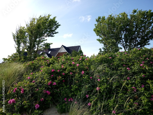 Grüner Frühling auf Föhr 3