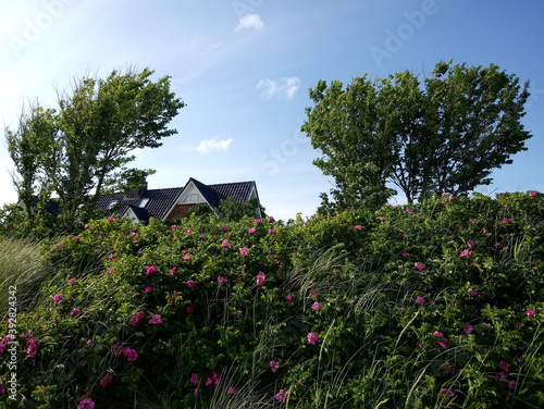 Grüner Frühling auf Föhr 2