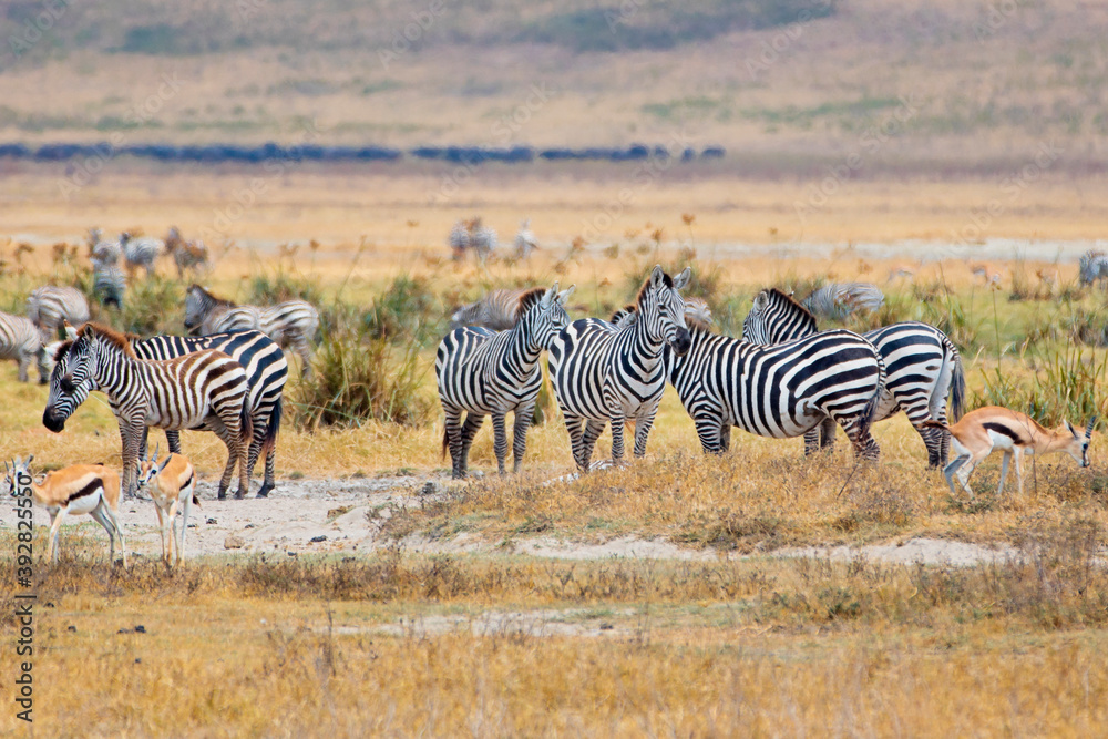 Zebras in the Serengeti Tanzania 