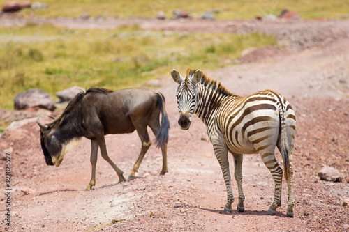 Zebra and Gnu in Tanzania Africa 