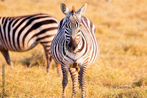 Zebra looking straight at you Africa 