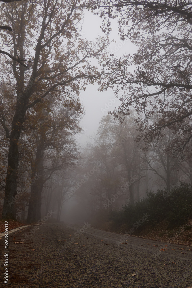 Obraz premium Oak trees in autumn among the mist in the Sierra de Guadarrama National Park in the Community of Madrid. Spain