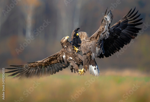 Fotografering White tailed eagles fighting in the air