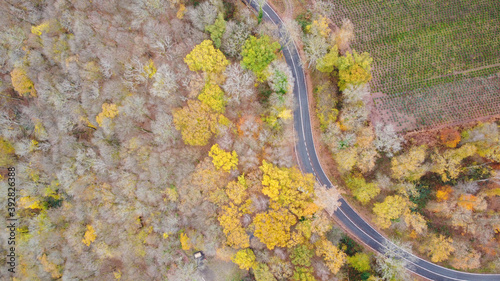 Autumn journey, colorful trees, road