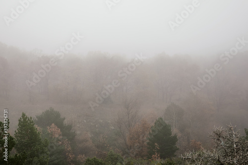Oak trees in autumn among the mist in the Sierra de Guadarrama National Park in the Community of Madrid. Spain © JaviJfotografo