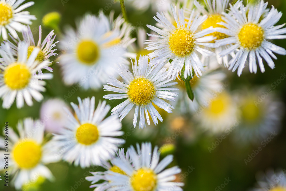 Macro shoot of Eastern daisy fleabane flower, Erigeron annuus with morning dew and frost Macro shoot of Eastern daisy fleabane flower, Erigeron annuus with morning dew and frost