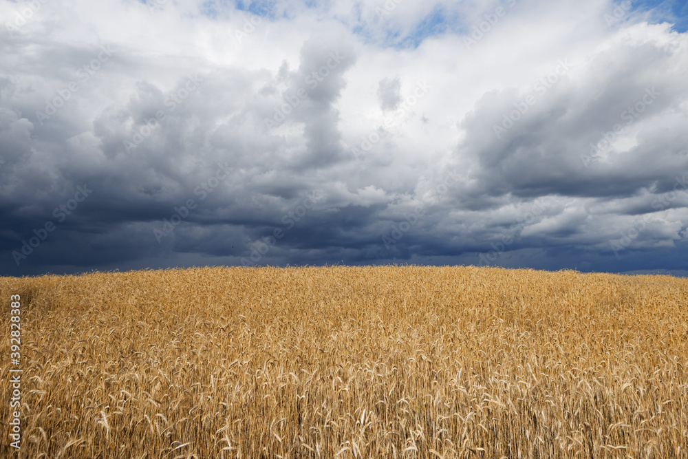 golden grain field ripe for harvesting under stormy sky golden grain field ripe for harvesting under stormy sky