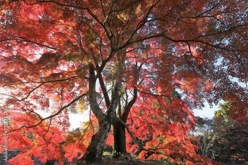 奈良県 高取城の紅葉