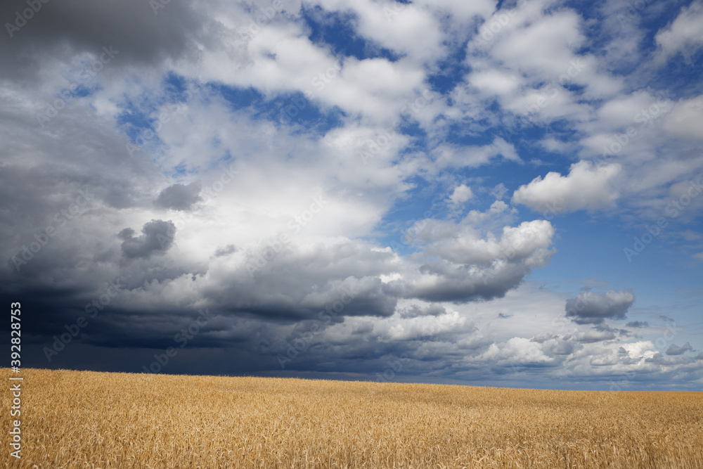 golden grain field ripe for harvesting under stormy sky golden grain field ripe for harvesting under stormy sky
