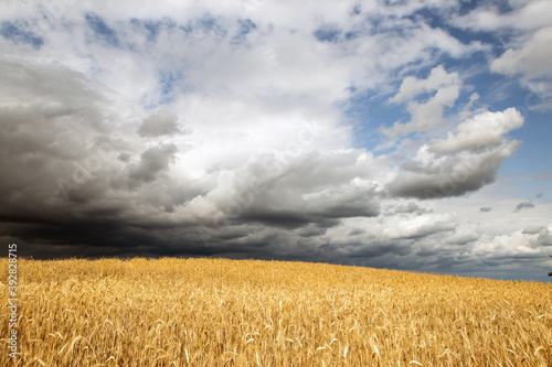 golden grain field ripe for harvesting under stormy sky
