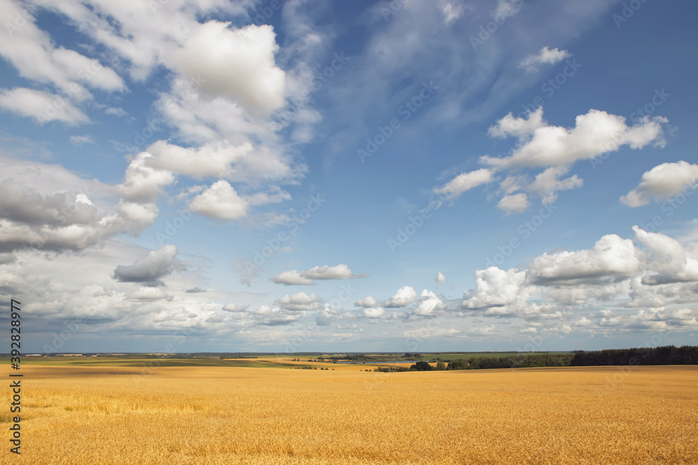 golden grain field ripe for harvesting under stormy sky golden grain field ripe for harvesting under stormy sky