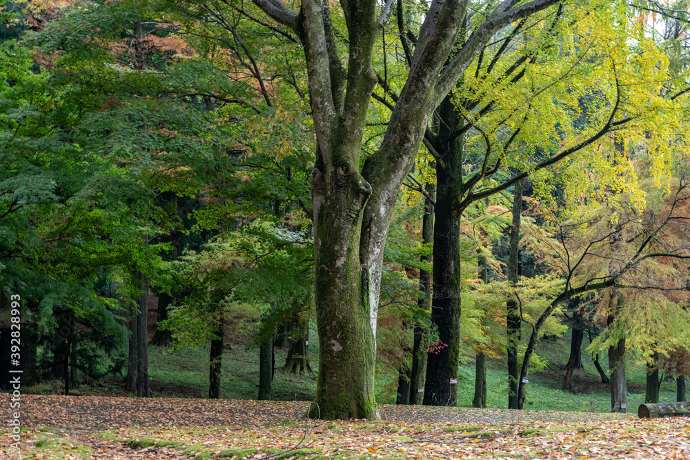 樹木公園の晩秋の風景