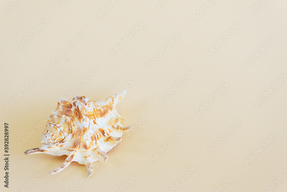 Shell on a beige background. Horizontal orientation, copy space. Shell on a beige background. Horizontal orientation, copy space.