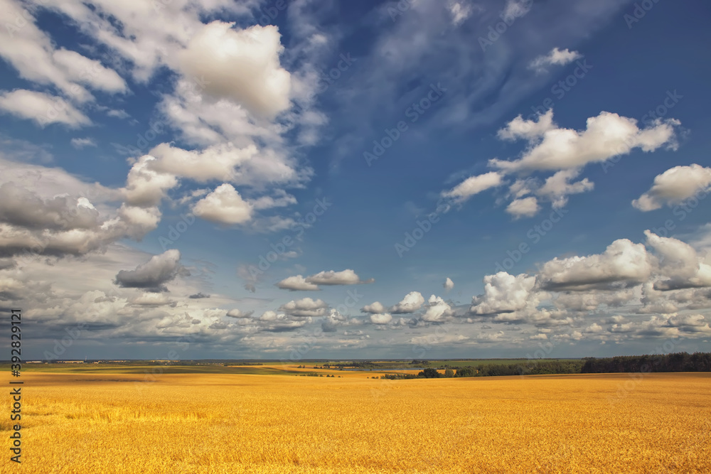 golden grain field ripe for harvesting under stormy sky golden grain field ripe for harvesting under stormy sky