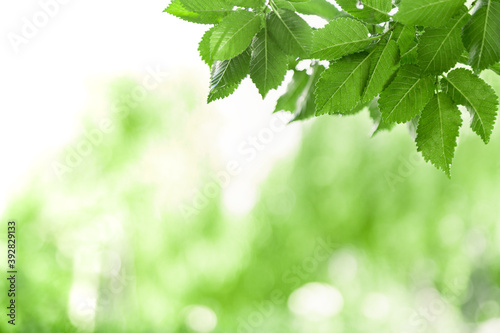 Fresh green leaves in summer or spring season. Frame made from green tree leaves. Natural backgrounds. Panoramic nature border