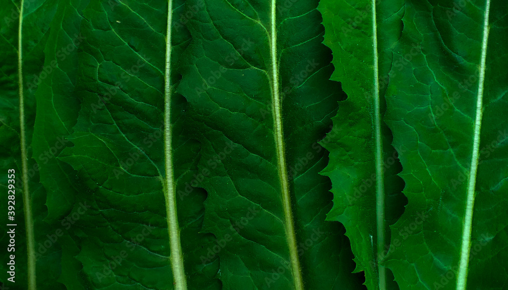 green leaf background green leaf background