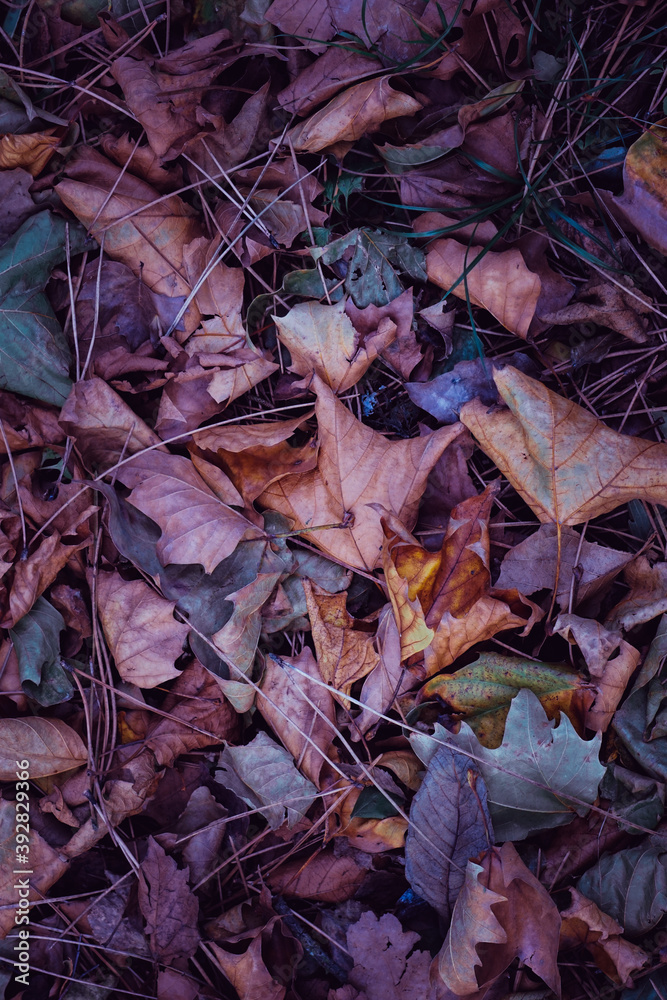 multi colored dry leaves on the ground in autumn season, autumn leaves and autumn colors