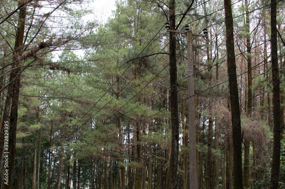 Fototapeta premium morning in the forest