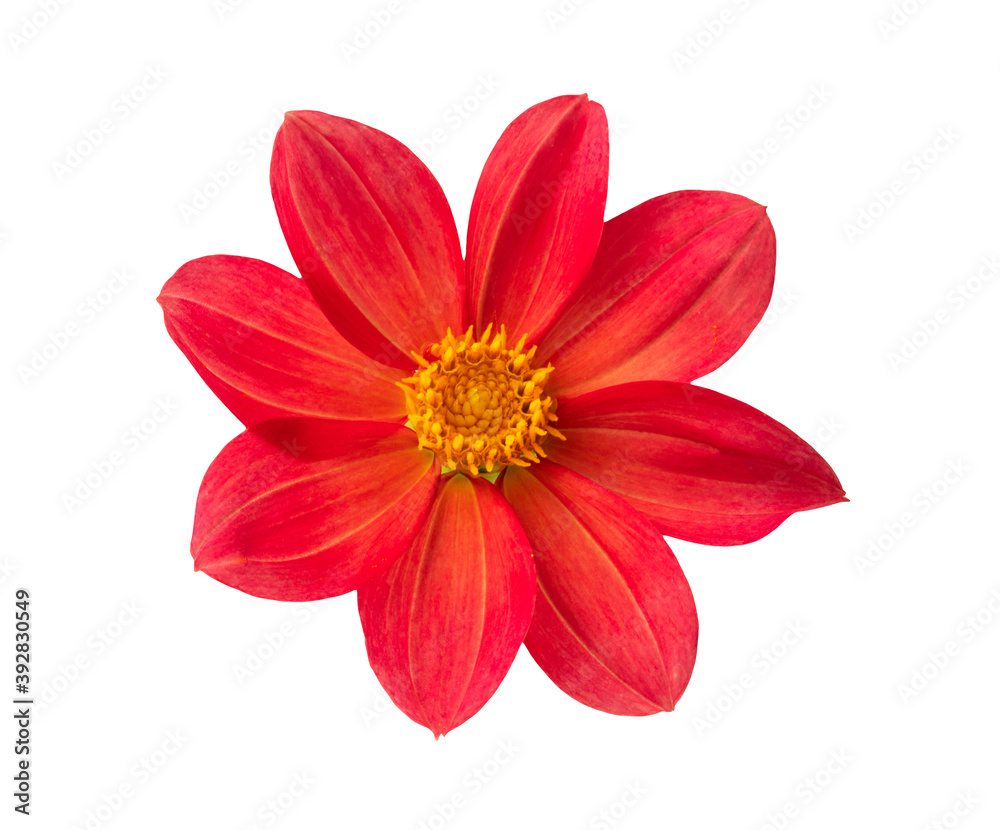 Red dahlia flower isolated on white background