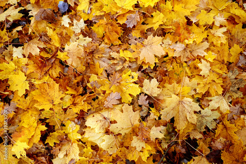 Carpet of fallen leaves.