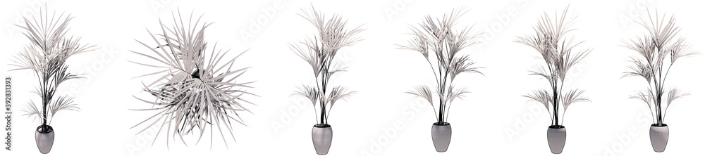 Set or collection of beautiful drawings of interior plants isolated on white background. Concept or conceptual 3d illustration for nature and ecology, beauty and gardening Set or collection of beautiful drawings of interior plants isolated on white background. Concept or conceptual 3d illustration for nature and ecology, beauty and gardening