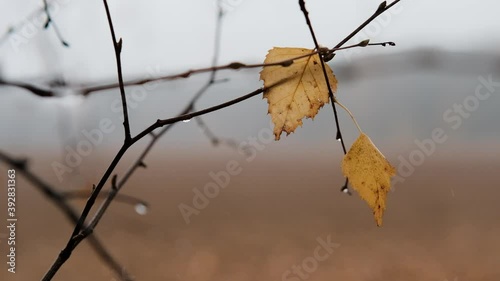 Fall. Raindrops on trees. Drops fall from the tree. Slow motion.
