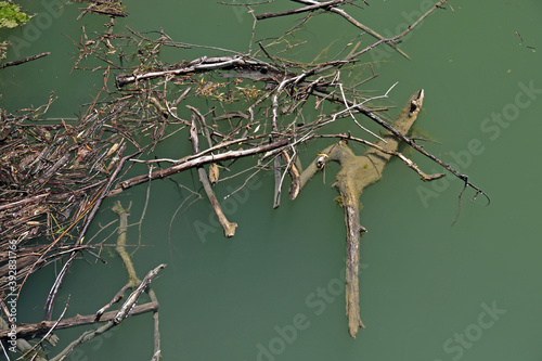 Zweige im Wasser photo