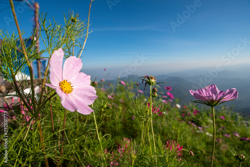 The top corner of Phu Tub Berk on the top of the mountain overlooking Khao Kho and beautiful scenery.