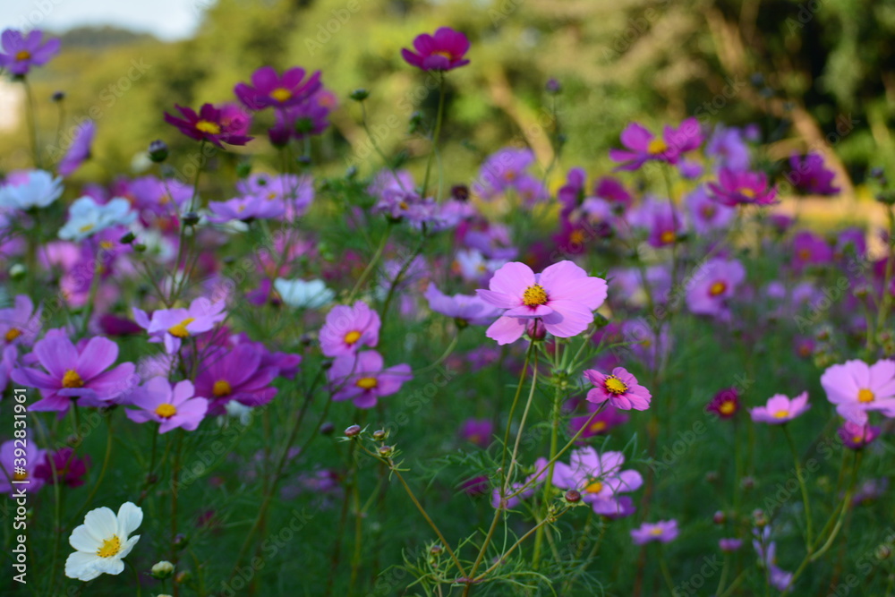 花畑のいろとりどりのコスモス