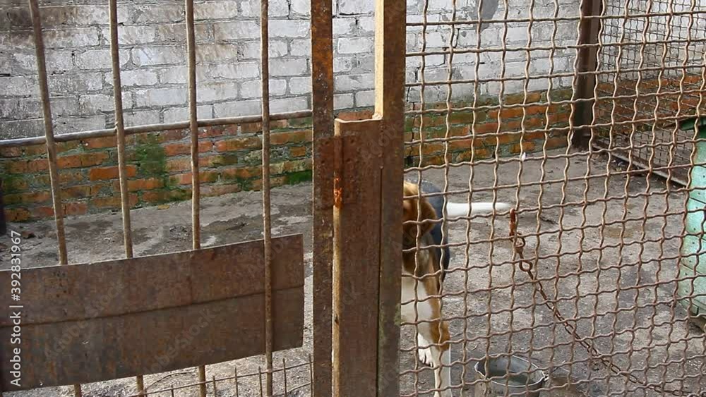 Russian pega hound dog is in the aviary Russian pega hound dog is in the aviary