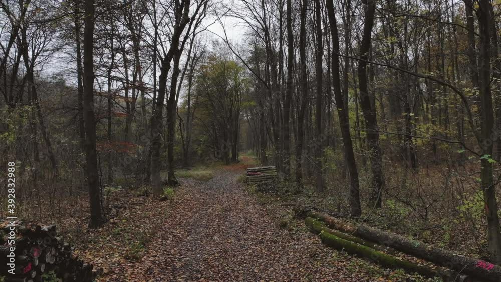 Serene autumn forest, warm colours orange leaves covering the path, logs on the side. Serene autumn forest, warm colours orange leaves covering the path, logs on the side.