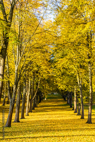 Beautiful autumn yellow forest with yellow leaves on the ground.