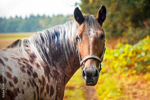 Bild auf Leinwand appaloosa horses from the farm near a pasture in autumn