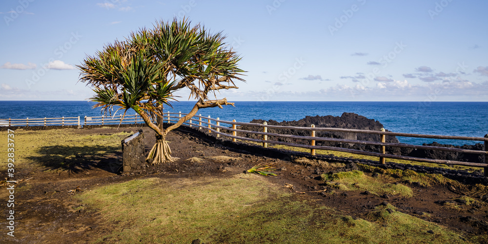 Vacoa tree (common screwpine) in Cap Méchant on Reunion Island