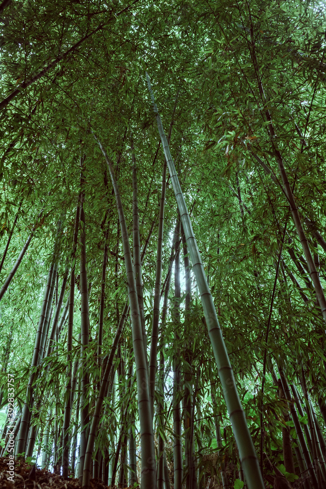 Fototapeta premium bamboo canes in the forest