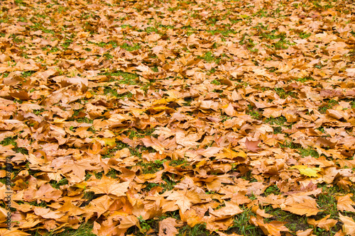 Plane tree autumn and fall leaves background