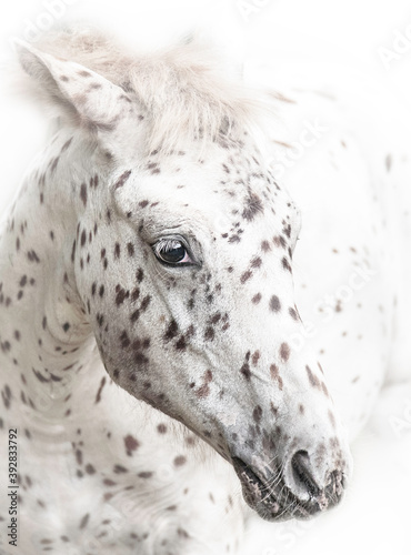 appaloosa horses from the farm near a pasture in autumn 