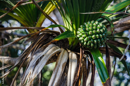 Pandanus utilis fruit, the common screwpine, in Cap Mechant on Reunion Island photo