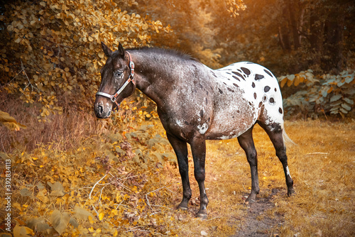 Canvastavla appaloosa horses from the farm near a pasture in autumn