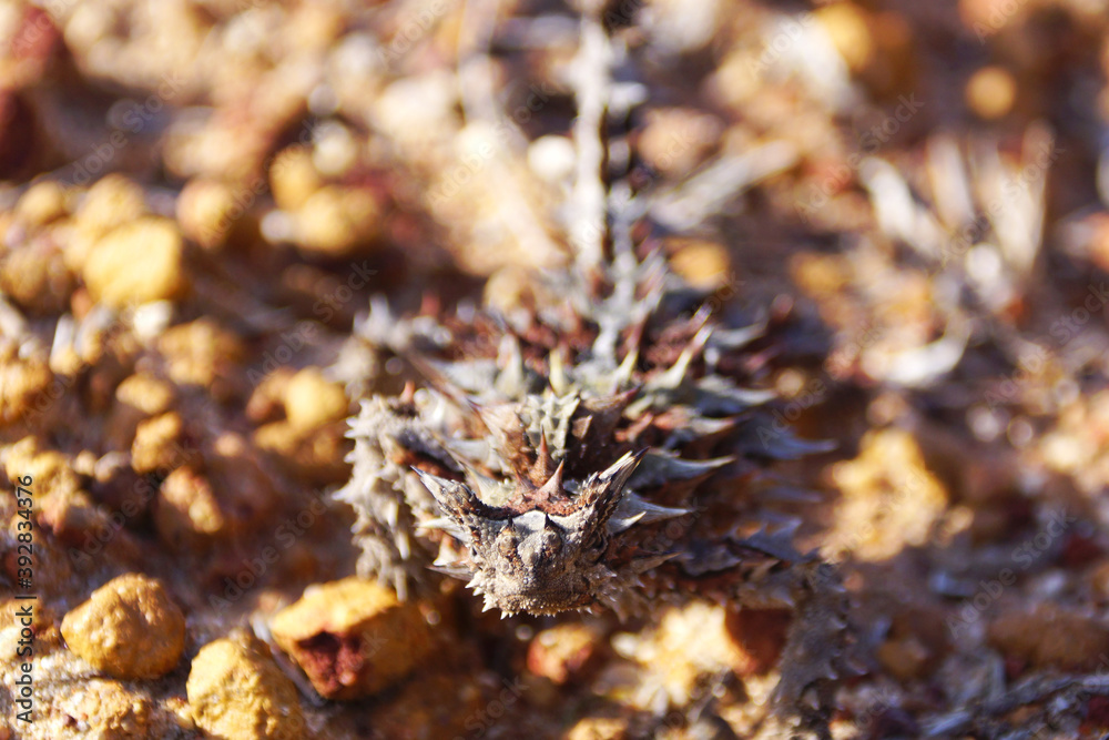 Australian Thorny Devil, Moloch horridus, an ant-eating lizard, natural habitat in Kalbarri, Western Australia, frontal view Australian Thorny Devil, Moloch horridus, an ant-eating lizard, natural habitat in Kalbarri, Western Australia, frontal view