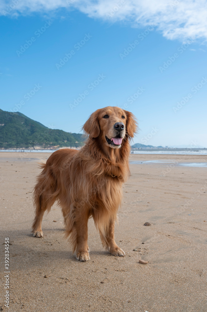 Golden retriever standing on the beach