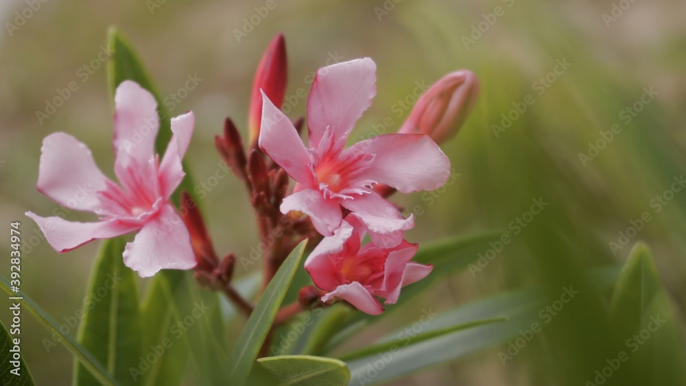 photo of artistic pink nerium oleander flowers in the garden photo of artistic pink nerium oleander flowers in the garden