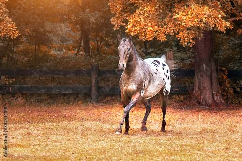 appaloosa horses from the farm near a pasture in autumn
 photo