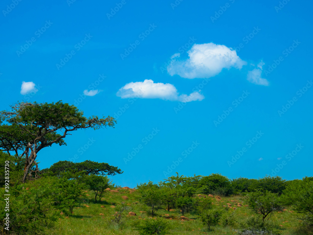 Beautiful landscape with acacia tree in the savanna, South Africa, Place for text