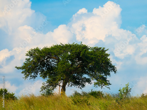 Acacia trees on the African savanna with cumulus clouds in background photo