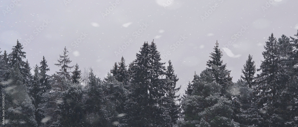 Fototapeta premium snow on the forest